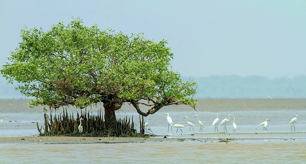 Coringa Wildlife Sanctuary