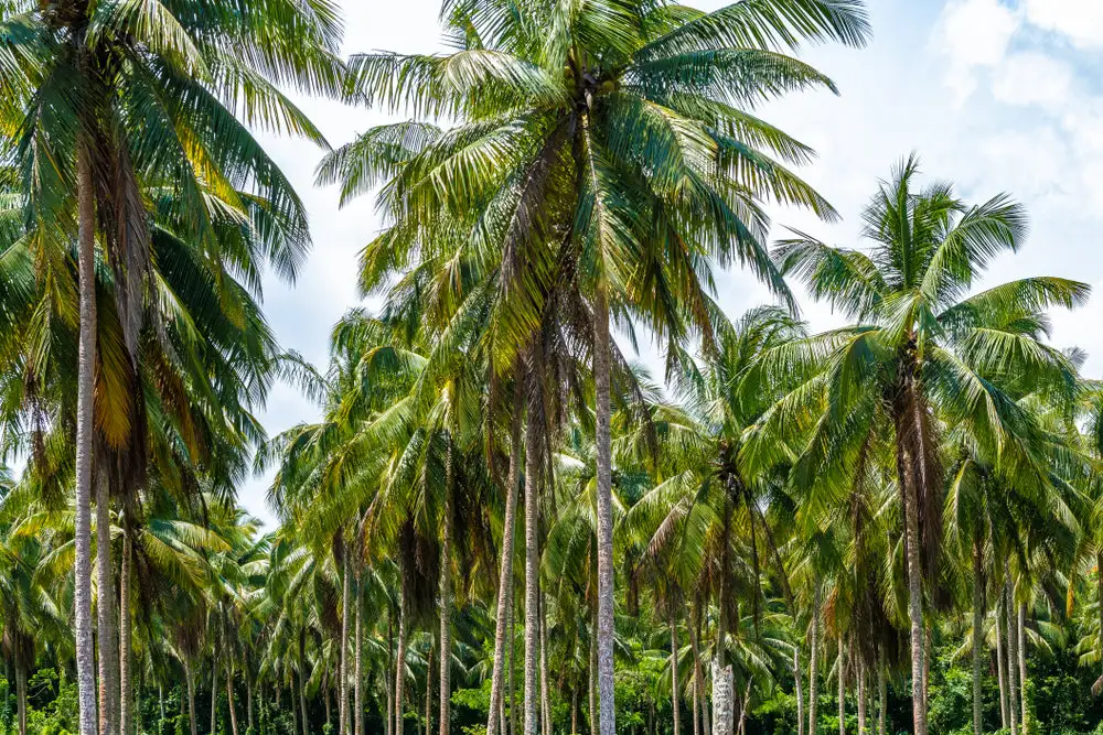 Ramachandrapuram Coconut plantation